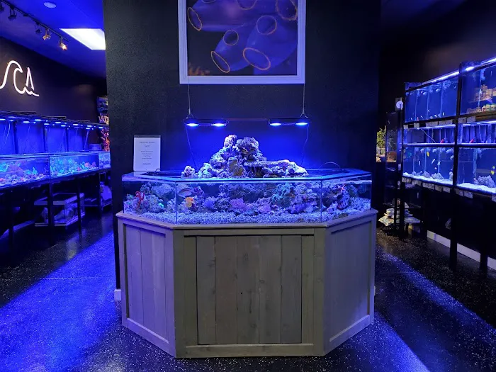 Aquatica Corals and Custom Aquariums Picture 5