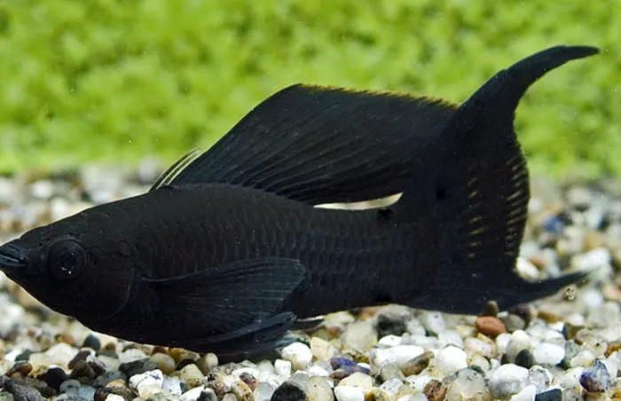 Aquatica Corals and Custom Aquariums Picture 10