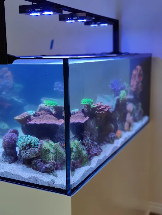 Aquatica Corals and Custom Aquariums Picture 9