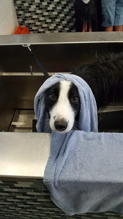 Unleashed by Petco Picture 7