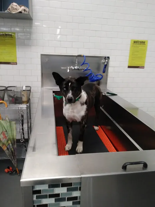Unleashed by Petco Picture 10