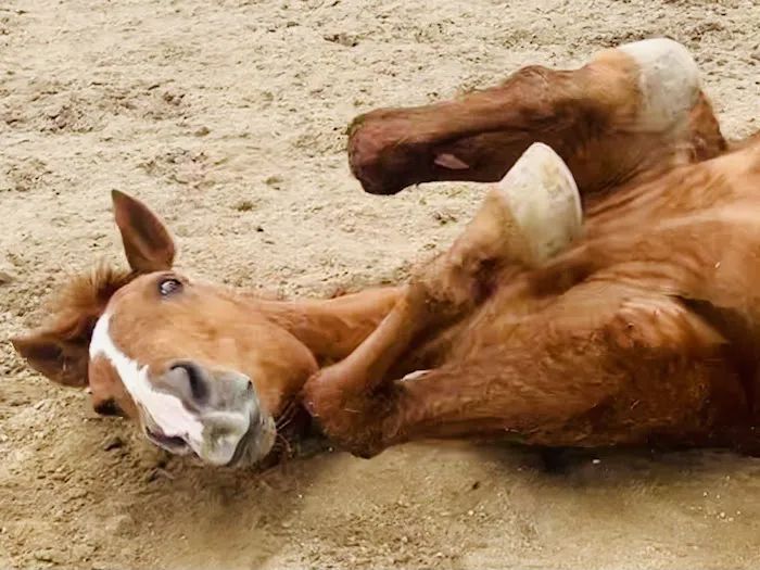 NENN Equine Picture 3