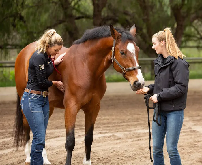 NENN Equine Picture 8