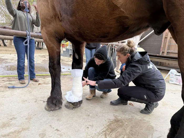 NENN Equine Picture 4