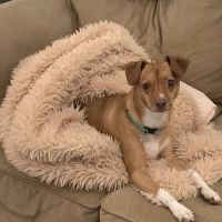 Slaton Veterinary Hospital ico