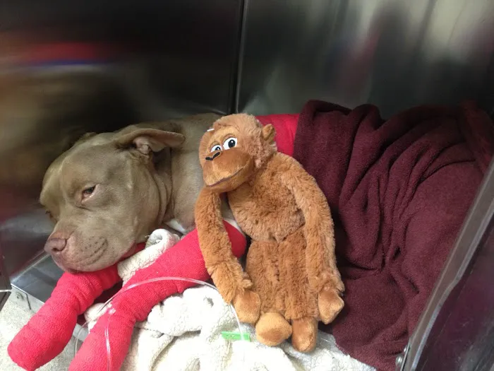 Slaton Veterinary Hospital Picture 3