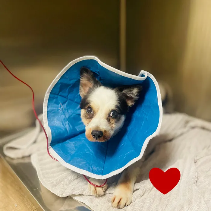 The Village Veterinary Hospital Picture 10