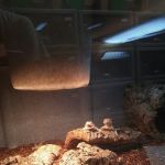 LLL Reptile & Supply Oceanside