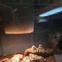 LLL Reptile & Supply Oceanside ico
