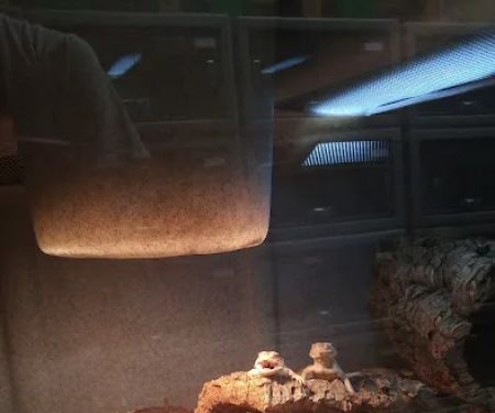 LLL Reptile & Supply Oceanside