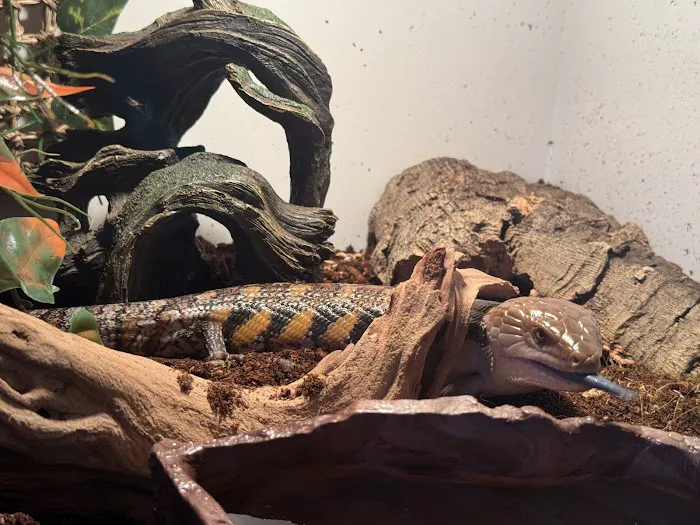LLL Reptile & Supply Oceanside Picture 6