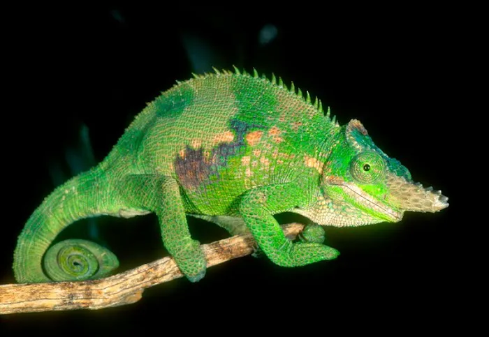 LLL Reptile & Supply Oceanside Picture 8