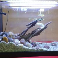 The Love Aquarium ico