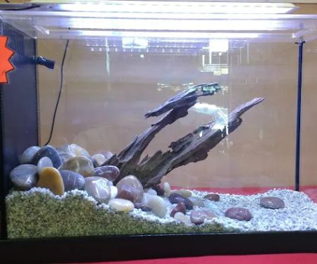 The Love Aquarium