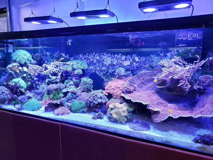 The Love Aquarium Picture 10