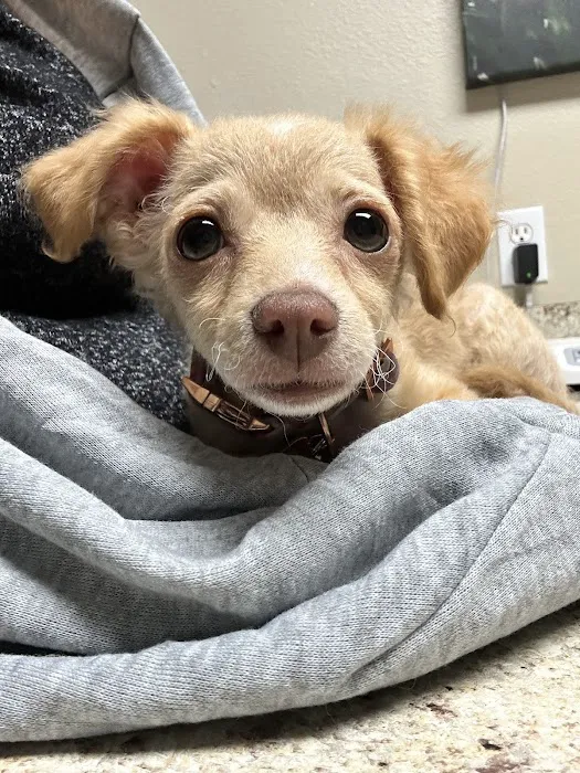 Arroyo Vista Veterinary Hospital Picture 6