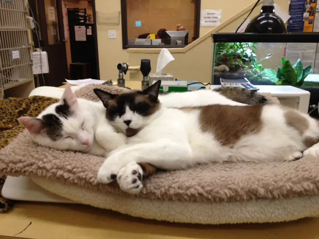 Arroyo Vista Veterinary Hospital Picture 5