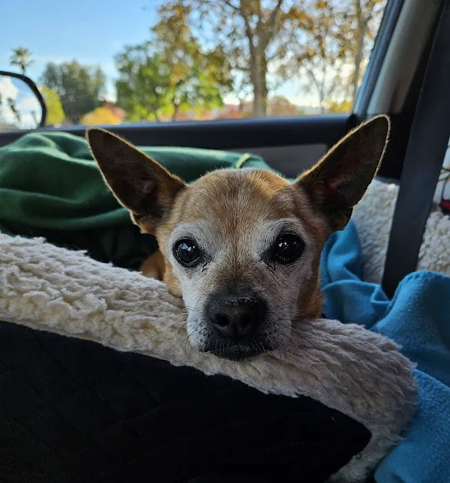 Arroyo Vista Veterinary Hospital Picture 4