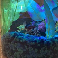 Petco ico