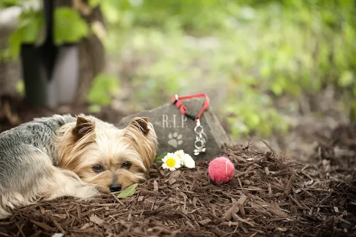 gooddoggohome Picture 2