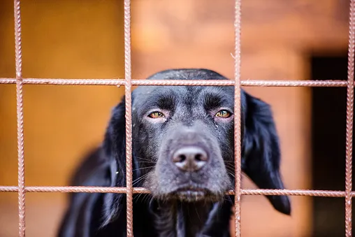 gooddoggohome Picture 4