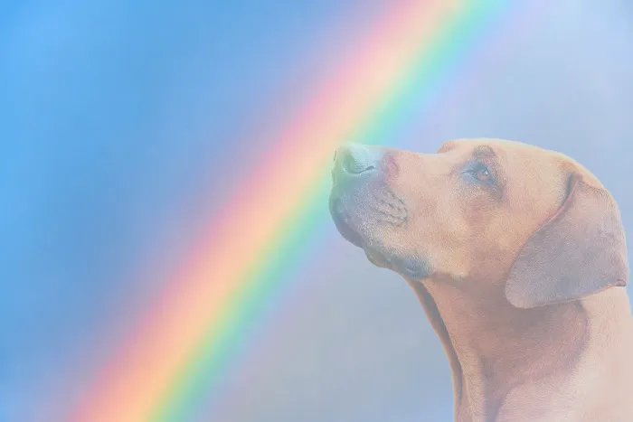gooddoggohome Picture 5