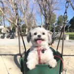 Wood Ranch Animal Hospital
