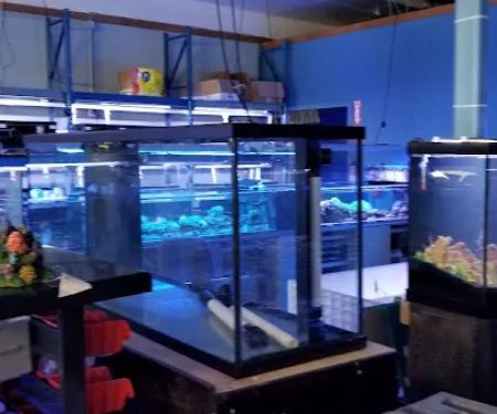 Shipwreck Cove Tropical Fish and Custom Aquariums