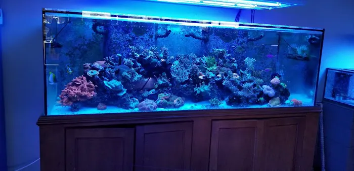 Shipwreck Cove Tropical Fish and Custom Aquariums Picture 7