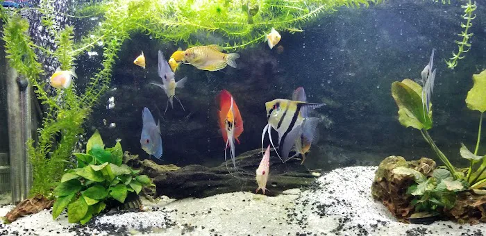 Shipwreck Cove Tropical Fish and Custom Aquariums Picture 5