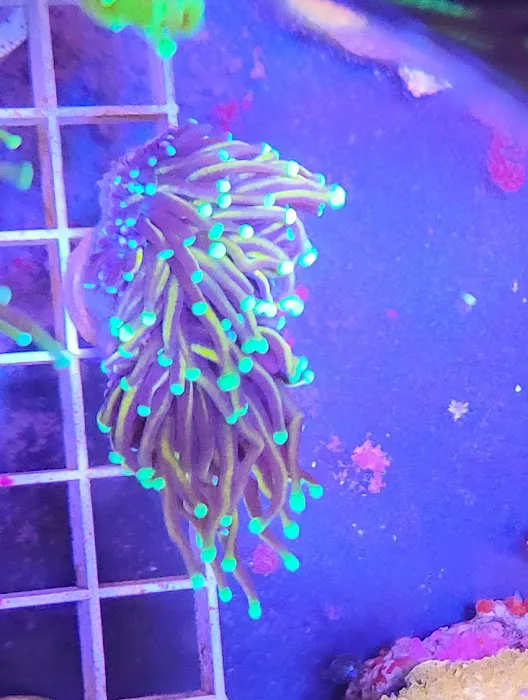 Shipwreck Cove Tropical Fish and Custom Aquariums Picture 10