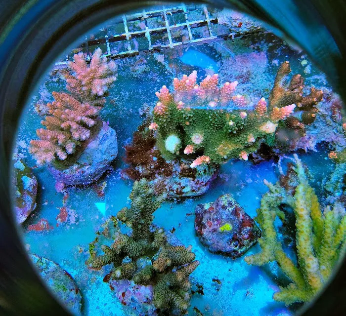Shipwreck Cove Tropical Fish and Custom Aquariums Picture 9