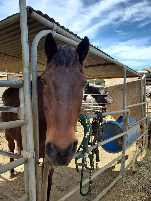 Bradley D Perdue Equine Picture 3