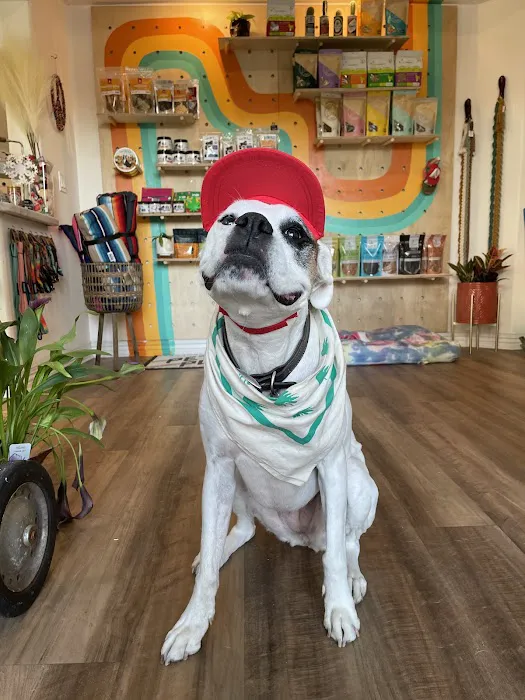 Pet Power Studio Picture 2