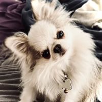 VCA Westlake Village Animal Hospital ico