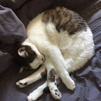 Banfield Pet Hospital ico
