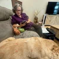 Acupuncture For Pets ico