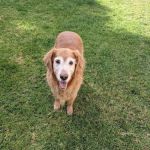 Mission Oaks Veterinary Clinic