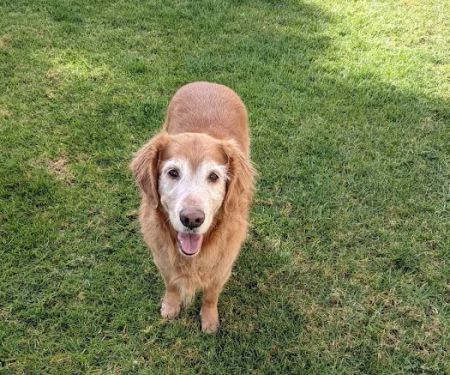 Mission Oaks Veterinary Clinic