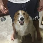 Pet Headquarters