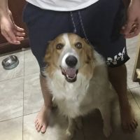 Pet Headquarters ico
