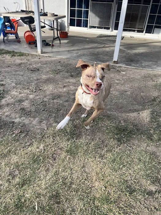 Pet Headquarters Picture 3