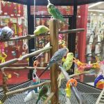 Petco