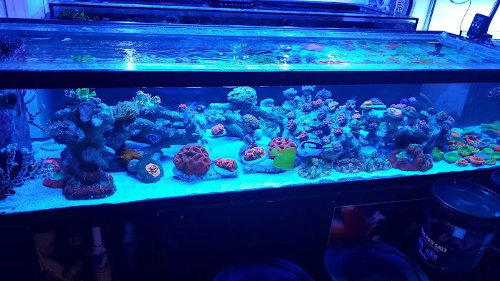 Aqua SD Picture 4