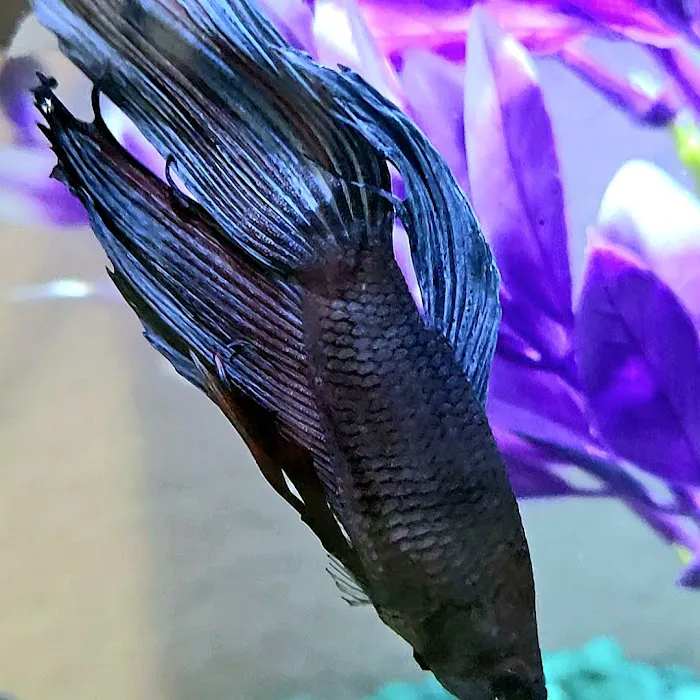 All 4 Pets Picture 5