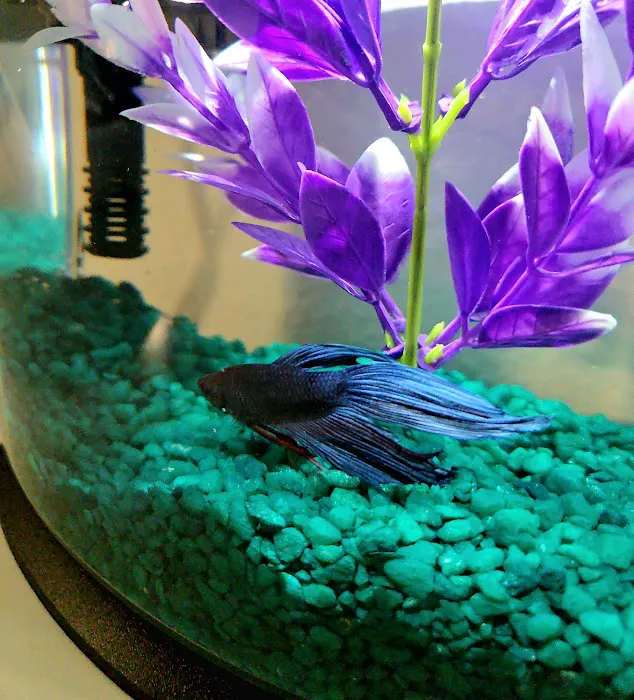 All 4 Pets Picture 10