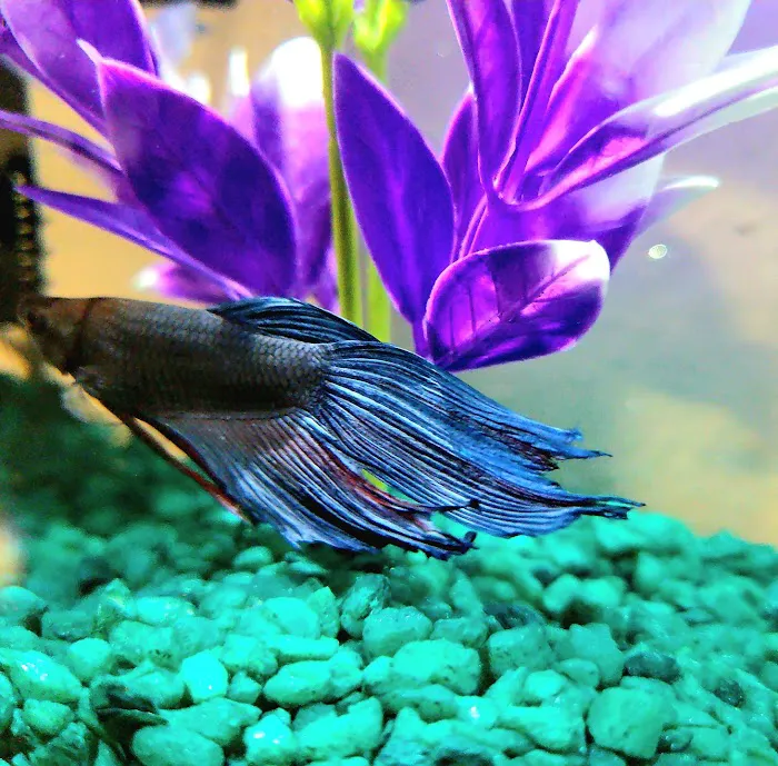 All 4 Pets Picture 8