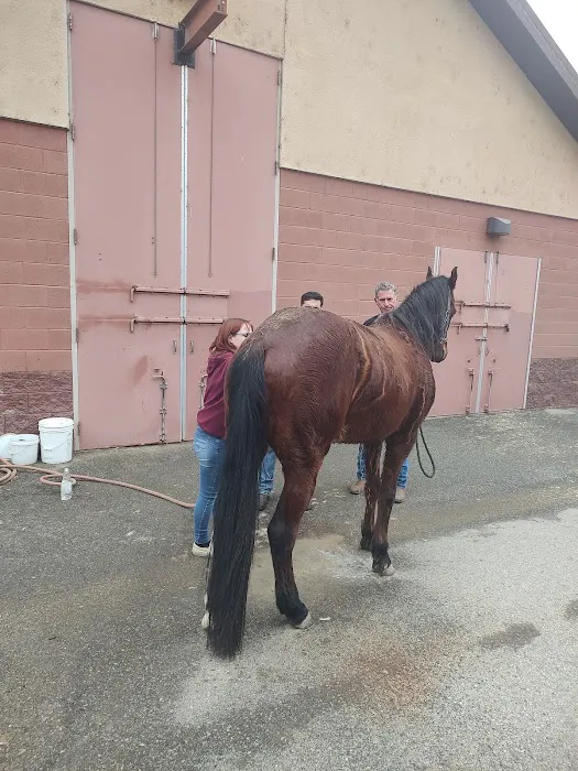 West Coast Equine Picture 3