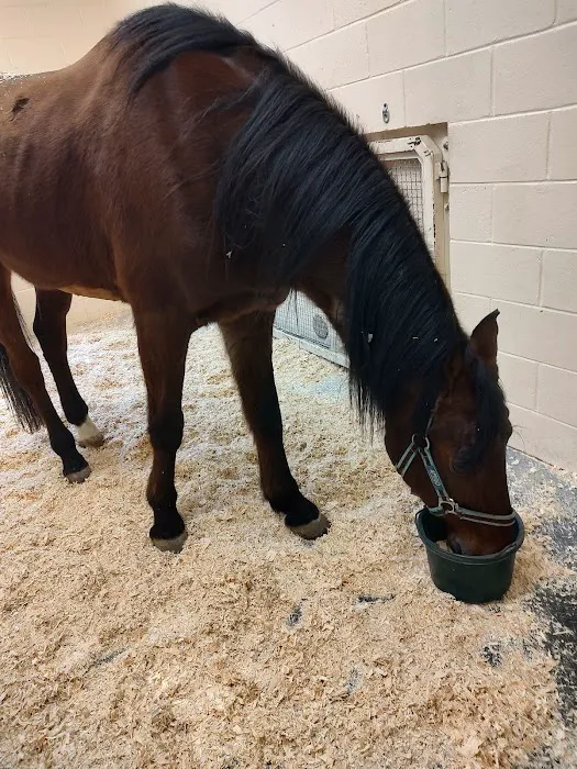 West Coast Equine Picture 4