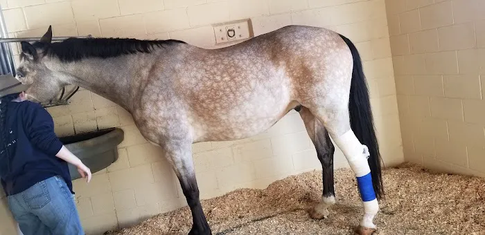 West Coast Equine Picture 8